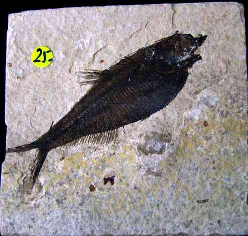 Fossiler Versteinerter Fisch, Wyoming USA