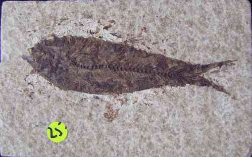 Fossiler Versteinerter Fisch, Wyoming USA